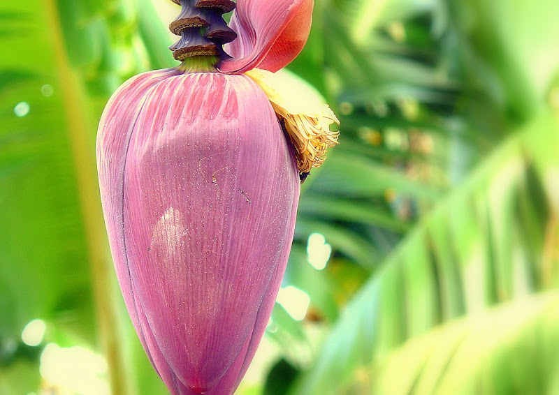 Turismo y viajes: FLORA Y FAUNA DE COSTA RICA