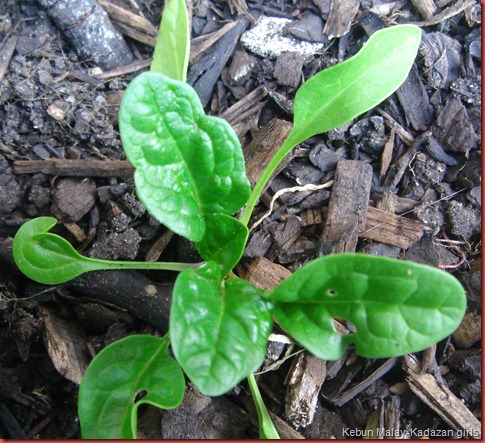 BLOOMSDALE SPINACH (1)