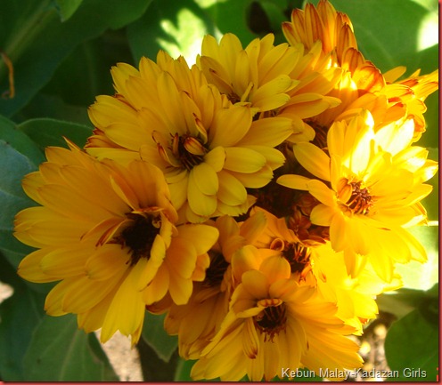 calendulas (2)