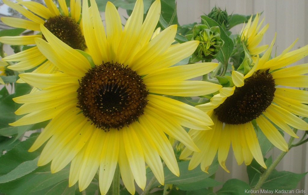 [Evening-sun-sunflower-2314.jpg]
