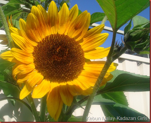 Evening sun sunflower (16)