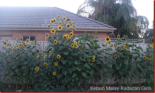 Evening sun sunflower (3)