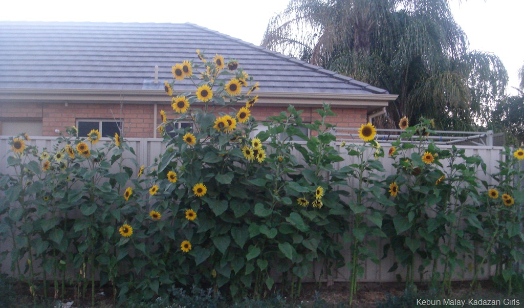 [Evening-sun-sunflower-38.jpg]