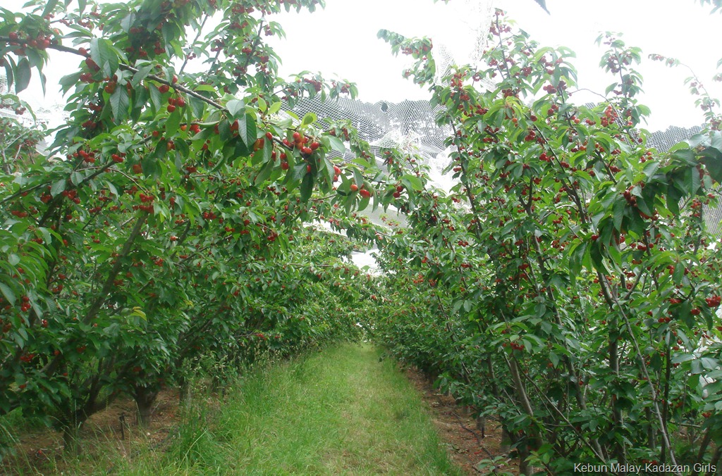 [Cherry-Picking-878.jpg]