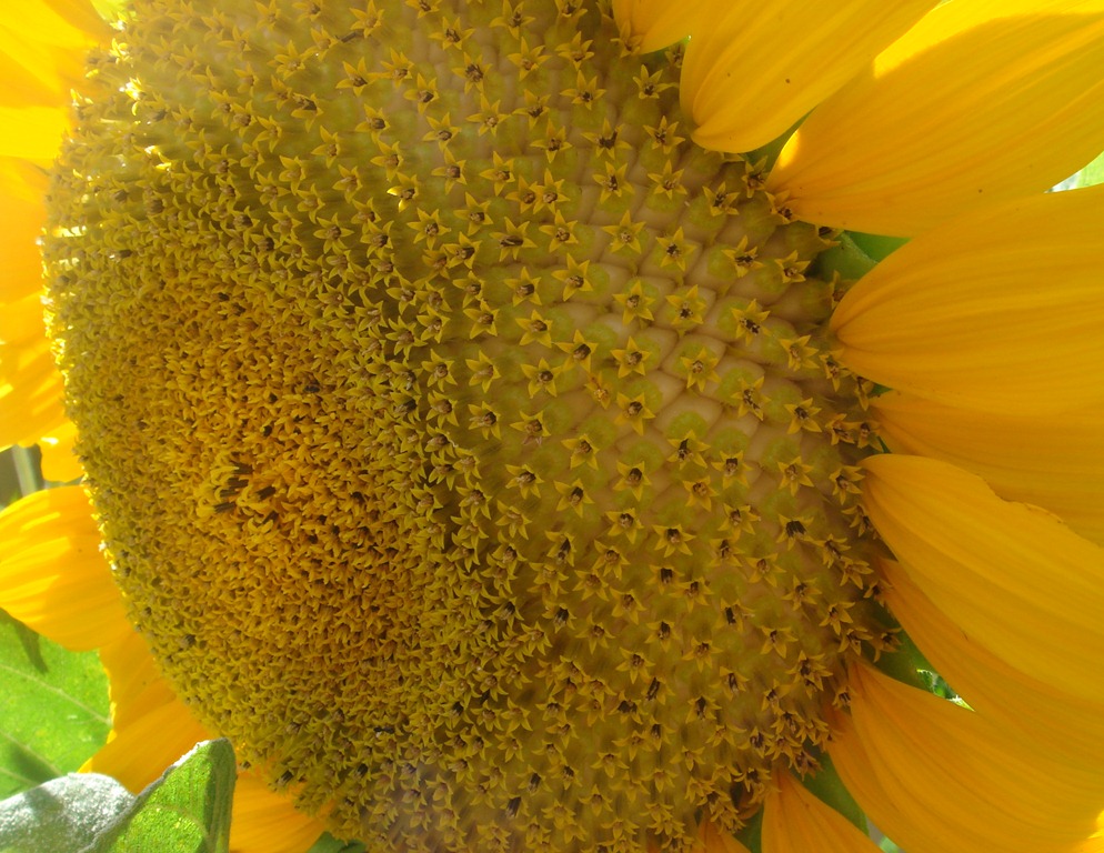 [Sunflower-mamoth-59.jpg]