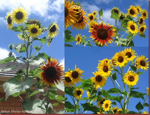 Evening Sun sunflower sky