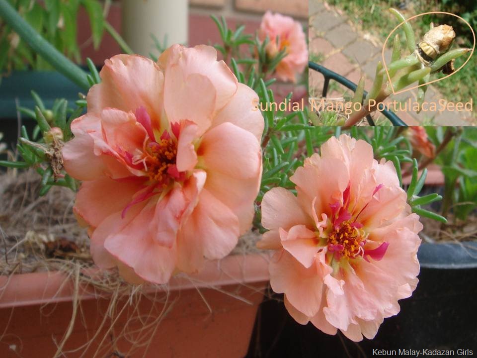 [Sundial Mango portulaca seeds[7].jpg]