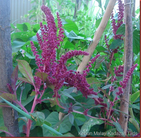 leaf amaranth bunga leaf amaranth bunga