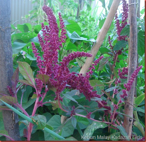 leaf amaranth bunga