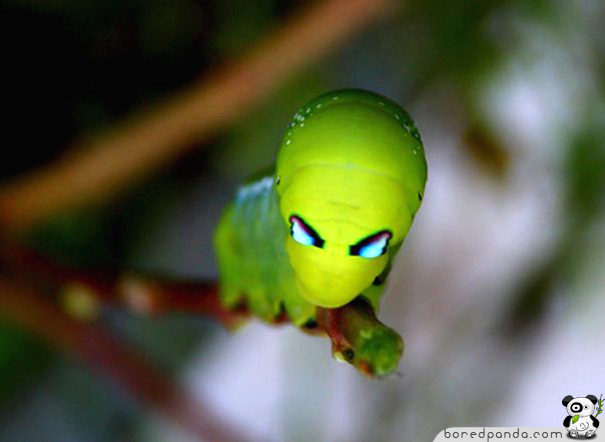 22 Weird and Beautiful Caterpillars