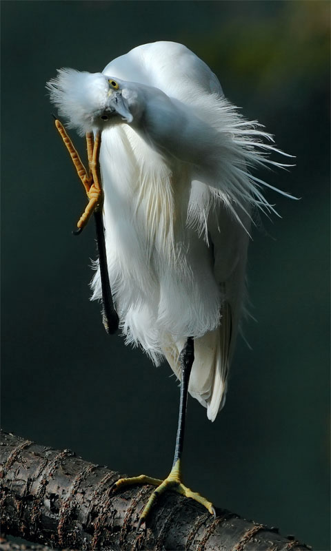40 Breathtaking Bird Photos By John & Fish