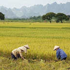 Mùa Gặt