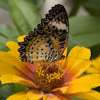 Butterflies Wings of Fancy at Brookside Gardens