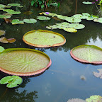 Kenilworth Aquatic Gardens