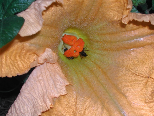 [Pumpkin flower - female with two bees[2].jpg]