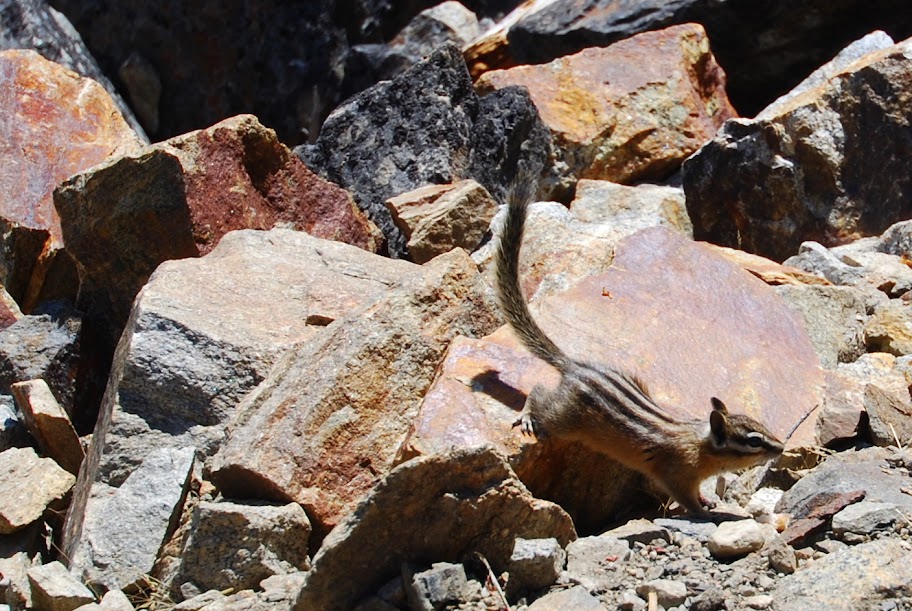 Chipmunk at Myra Canyon