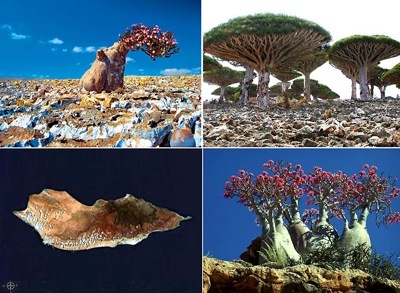 [socotra_island[5].jpg]
