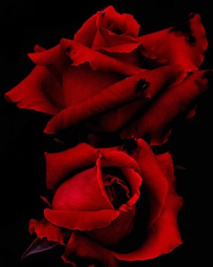 red_roses_in_black-1