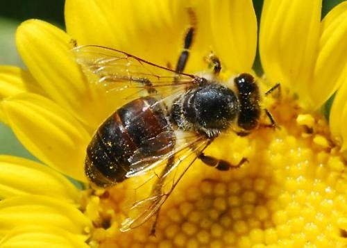 [bee[5].jpg]