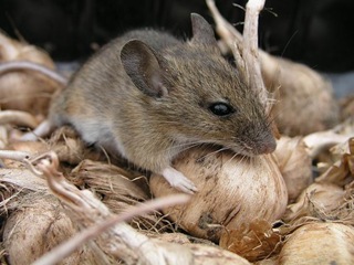 Mice