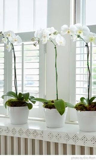 orchid-kelly-mcguill-home-galleries3