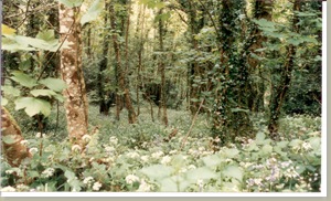 Woods