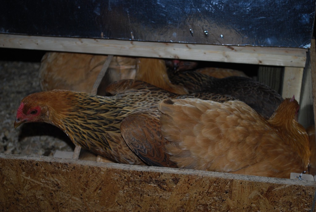 [hens in a box[3].jpg]