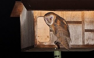 [molly the owl[3].jpg]