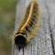 Eastern Tent Moth Caterpillar