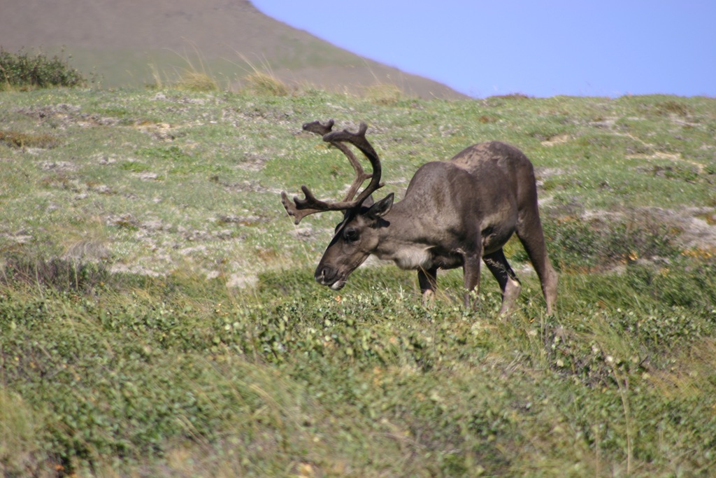 [AK09 Leg 19, Fairbanks to Denali, 3 078[5].jpg]