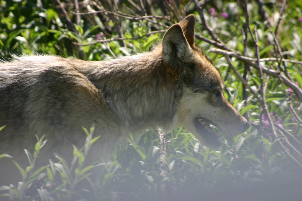 [AK09 Leg 19, Fairbanks to Denali, 3 071[4].jpg]