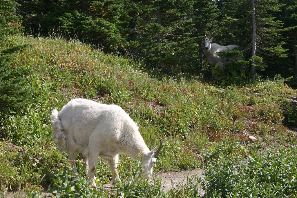 [Glacier National Park, etc. 2007 074[5].jpg]