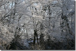 frozen
