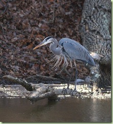 heron2 heron2