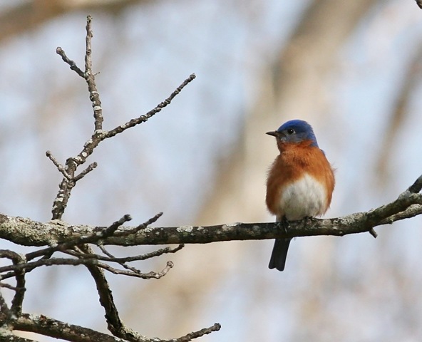 [bluebird4[3].jpg]