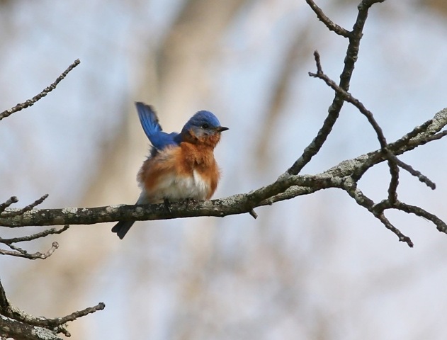 [bluebird3[3].jpg]