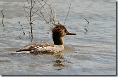 merganser3
