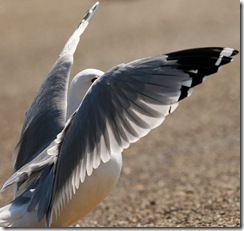seagullwings1