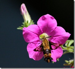 hummingbird moth