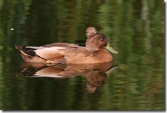 duck2 duck2