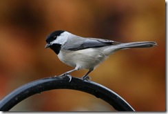 chickadee