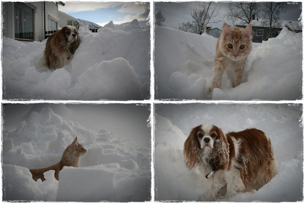 [cats0003[3].jpg]