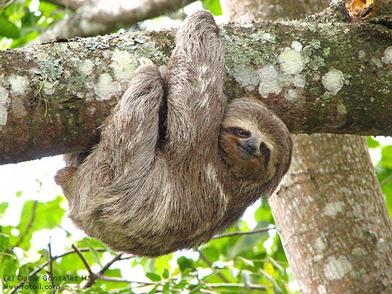 [spencer-the-sloth[4].jpg]