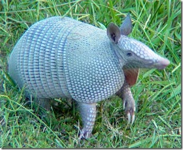 armadillo_380 armadillo_380