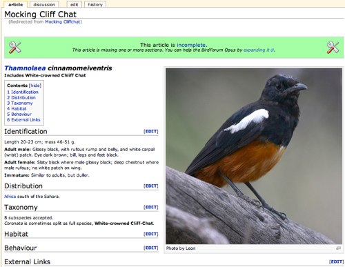 Mocking Cliff Chat  BirdForum Opus