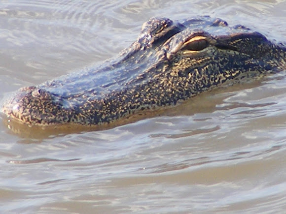 Spotting Image 1
