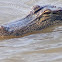 American Alligator