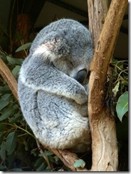koala_dodo koala_dodo