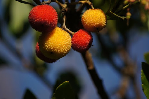 http://lh6.ggpht.com/_gWvoD1X4h1k/TTLB0V1q3pI/AAAAAAAAAeU/D1XWCAAqQ_k/DSC02360.JPG