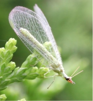 [Chrysopidae_3035[3].jpg]